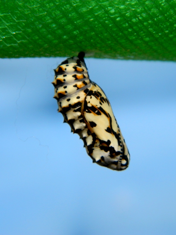 Una nuova Melitaea didyma